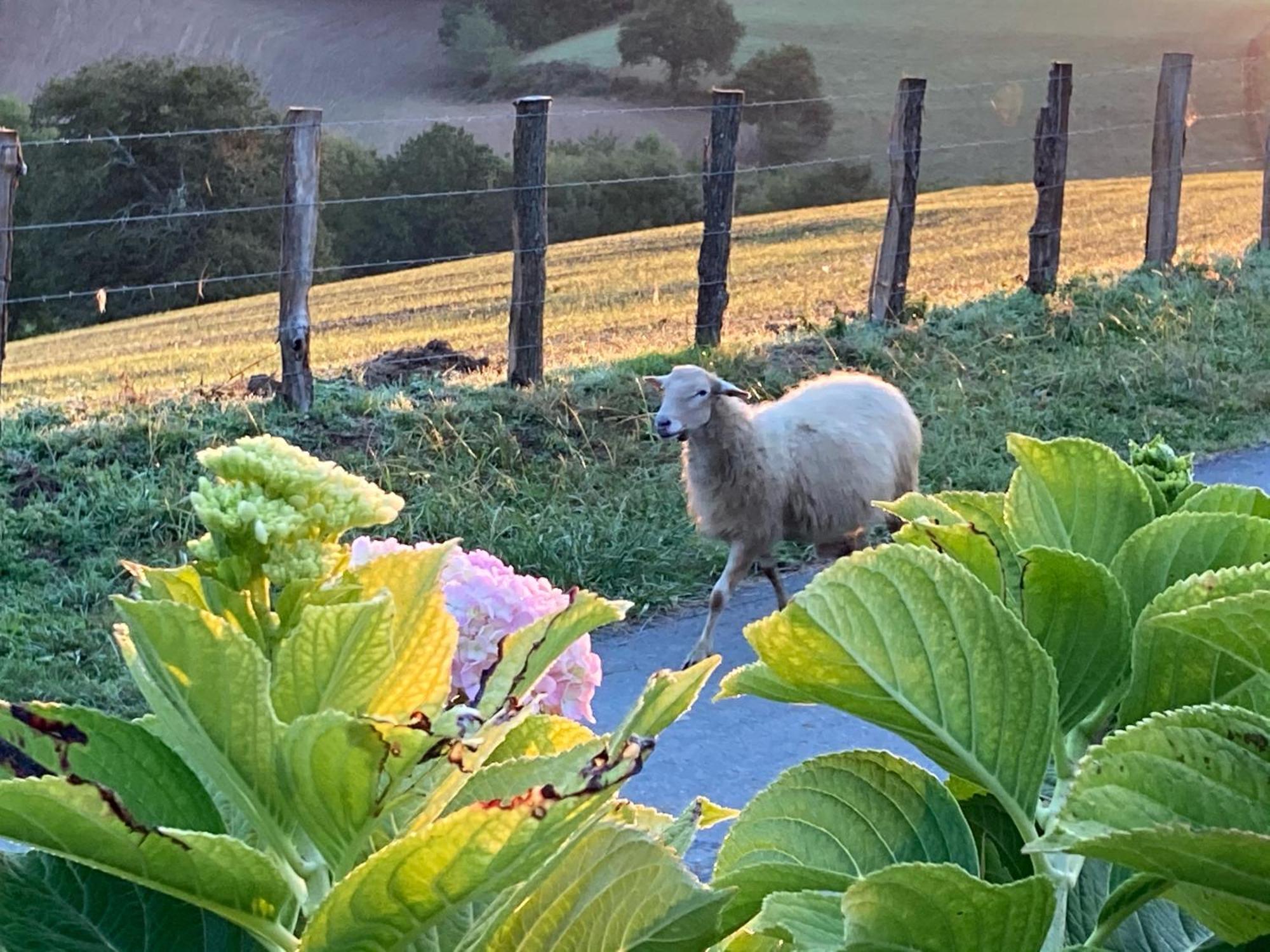 Baskoparadis I Eco-Gites I Calme I Vue I Anes I Jardin I Montagne I Nature Louhossoa Exterior foto